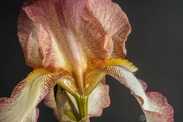 Closeup on the throat area. Older style iris with longer form and less ruffling, one of the Benton irises recently rescued from extinction. A plicata, flags translucent dotted, lined, and washed with a deep magenta. Falls creamy yellow with a border of dots and lines of the magenta. The throat and beard are luminous golden yellow.