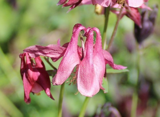 Rosy pink blooms resembling jester's hats facing toward the ground. The background is very blurred greens, purples and reds of nearby plants and flowers.