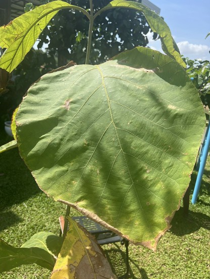 Big green leaf.