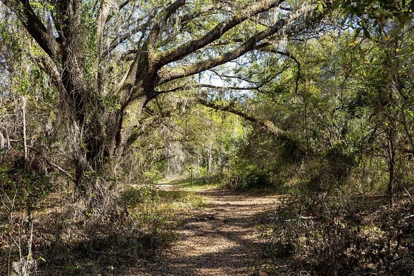 Spanish Moss hangs from the canopy of trees along a hiking trail in Lake Louisa State Park near Orlando, Florida.