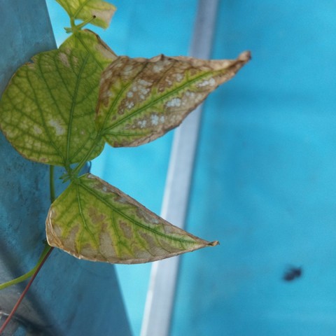 Leafs with green veins and brown leaf edges, with brown areas cutting down between the veins