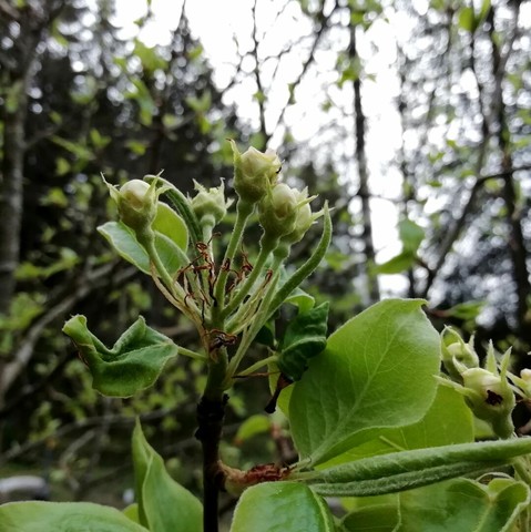 Päärynäpuussa on lehtiä ja nuppuja. Taustalla pilvistä taivasta ja kuusimetsää.