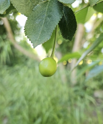 Photo of a single green cherry hanging between two leaves. The green background is out of focus.