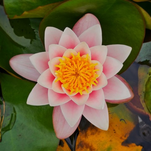 Photo of a pink pygmy water lily, fully in bloom.