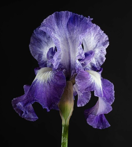 Full flower on black BG. Tall erect flags, white with a purple midrib and flushing to purple at the edges,  purple veining near the throat; falls of a similar pattern; beard white. Lightly ruffled.
