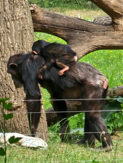The image depicts a chimpanzee and its infant in a naturalistic enclosure. The adult chimpanzee, with dark, shaggy fur, is walking on all fours, with its infant clinging to its back. The infant, smaller and with lighter fur, is securely positioned, holding onto the adult's fur with its hands. The adult's back shows a reddish-brown patch, possibly a wound or natural skin variation. They are near a large tree trunk, with a fallen branch in the background, surrounded by green grass and yellow flowers. A wire fence is visible in the foreground, indicating the enclosure's boundary. The scene is set in a sunny, outdoor environment, suggesting a habitat designed to mimic the chimpanzees' natural surroundings.

Provided by @altbot, generated privately and locally using Ovis2-8B

🌱 Energy used: 0.182 Wh