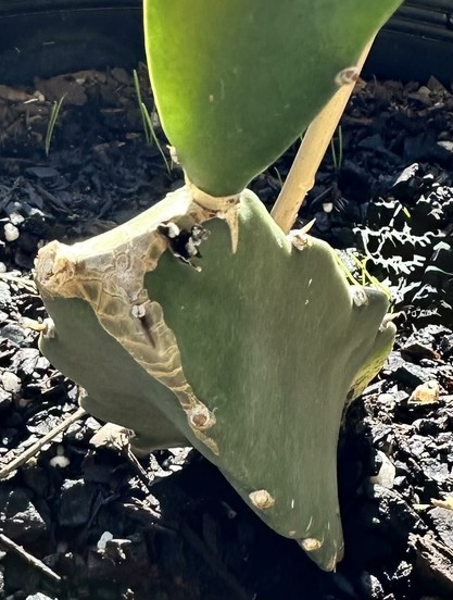 A photo of my grafted DragonFruit in a pot. It looks sooooo fragile.