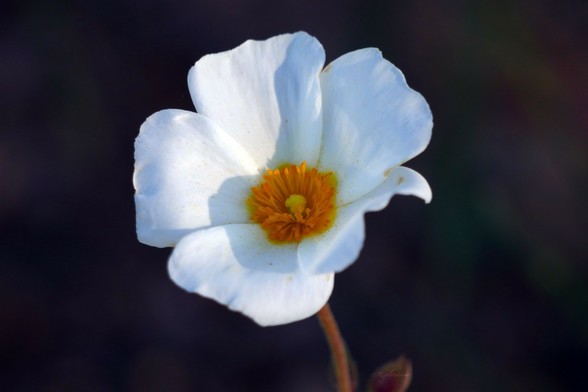 Gros plan sur une fleur de ciste à feuille de sauge. La fleur est composée d’une corolle de 5 pétales blancs et assez larges. Au centre, des étamines d’un beau jaune orangé encerclent un petit pistil jaune clair. La fleur est partiellement ensoleillée avec une ombre délicate sur son centre. Elle ressort sur un fond très sombre.