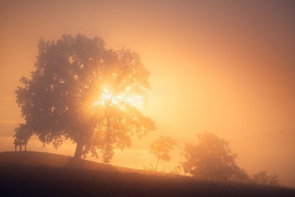 Sunrays coming from behind a tree branches in a very foggy morning sunset. Tree is on a slight hill with bushes on each side