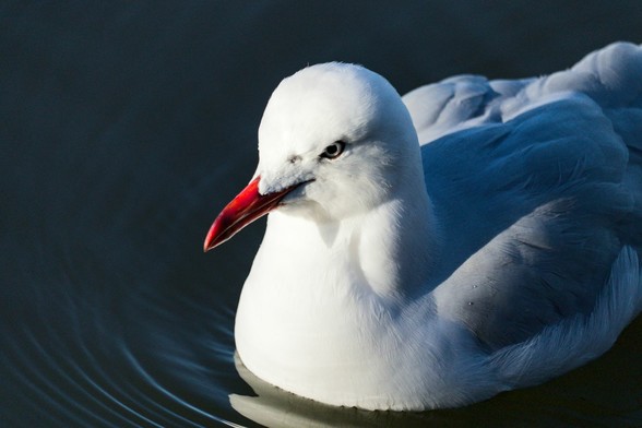 A silver gull takes up most of the picture, it's floating on water and photo is taken from an angle that makes it look like the water is dark, contrasting with light colored gull