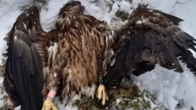 le chasseur condamné en appel