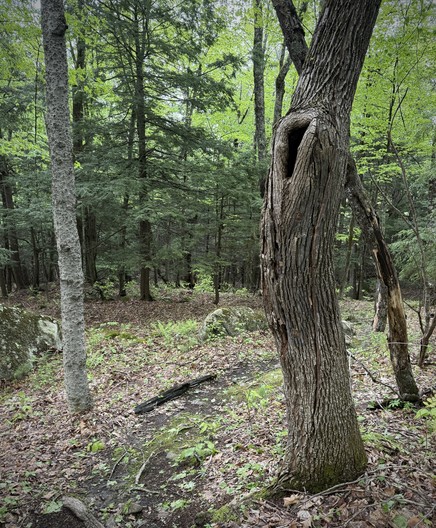 A fair sized tree on side of woods trail that has an open knot hole (major branch broke off long ago?)  about 6-7 feet high and a certain curve to it that brings to mind Edvard Munch’s 1893,The Screem