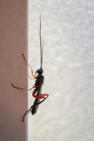 Long, slender wasp with a glossy black head and body, very long antennae and orange-thighed legs sat on the white-painted frame of a window, with bright, out-of-focus textured glass in the background.