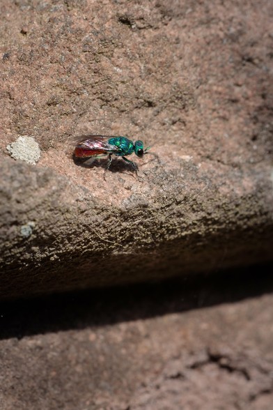 Small wasp with a glittering blue-green head and body and orange-red abdomen on old stonework. (Slightly motion-blurred, I know. They're absolute gits to take photos of - tiny, and constantly, rapidly moving!)