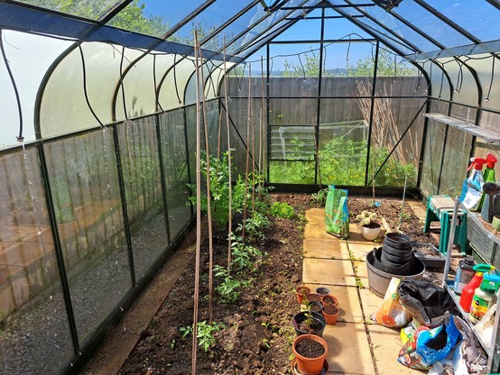Inside of a greenhouse, with ten tomato plants being watered by a dripper pipe.