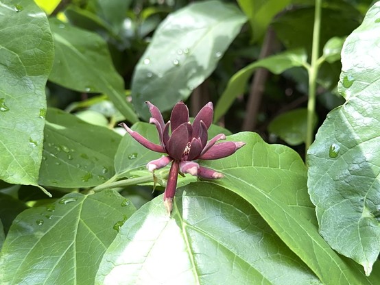 Red Carolina Allspice