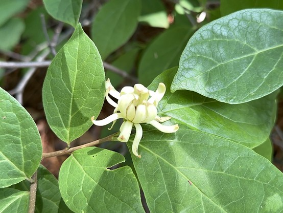 White Carolina Allspice