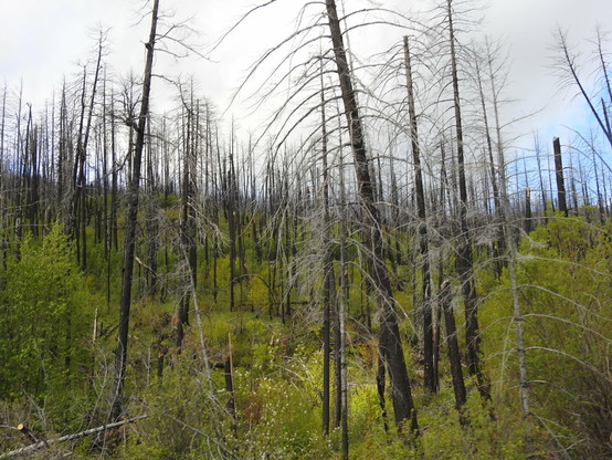 A forest of black-charred, dead tree trunks juts out of a low, lush green assemblage of aspen and small shrubs.