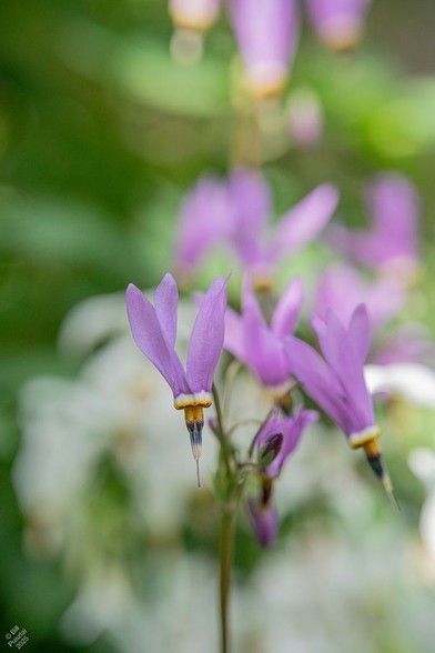 Primula meadia syn Dodecatheon meadia 'Queen Victoria', shooting star. Against a blurry BG of more shooting stars, purple and white, and some leaves, one stem of flowers in focus. Several flowers emerging from one stem on pedicels that curve over and down, so that the yellow & black stamens of the flower point down and the pink-purple petals sweep upward.