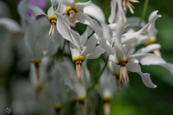 Primula meadia syn Dodecatheon meadia 'White Shooting Star', shooting star. Form similar to 'Queen Victoria' but the petals are white, and the plant is in general a lot more floriferous, so there are a LOT of the white flowers in the frame.