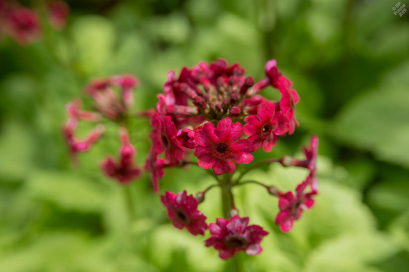 Primula japonica 'Miller's Crimson', japanese primsrose. A scape grows up from a rosette of leaves flat to the gorund. The flowers erupt from the scape in one or more whorls spaced along the scape, reminiscent of fireworks. Each deep magenta-red flower has a fused tube surrounding the reproductive parts that opens into a flat corolla at the distal end.
