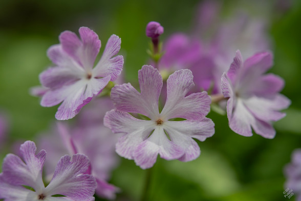 Primula sieboldii, Siebold's primrose. A scape bears a single whorl of flowers, a white fused tube at the base, opening into a corolla that splits into heart-shaped lobes, pink toward their outer edges. In the background blurry leaves and more flowers.