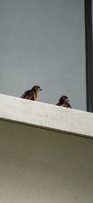 Baby hawks on a building ledge