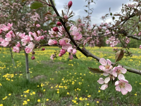 Taustan nurmikentällä voikukkia, etualalla vaaleanpunaisia omenapuun kukkia.
