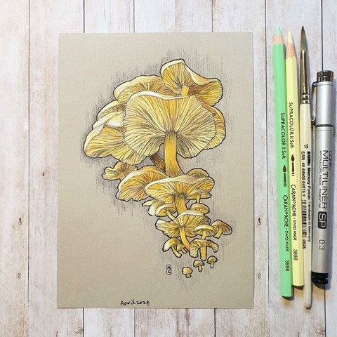 A colour drawing of a cluster of yellow mushrooms of various sizes in a lively artistic composition.
An original art work
Colour pencil and mixed media on acid free toned artist paper
5 by 7 inches (12.7 by 17.8 cm). This is a standard photo size in the UK and USA and should be easy to DIY frame.
Sold unframed