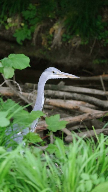 grey heron looking out from behind the bushes