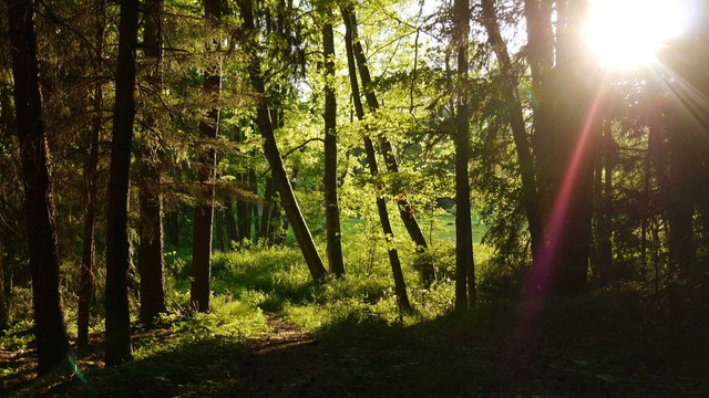 entrance to the magical realm