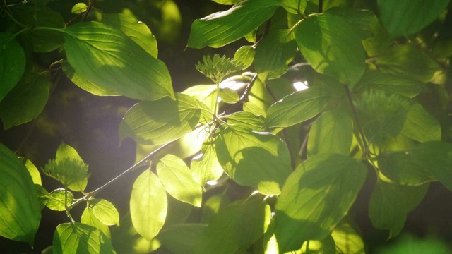 sun shining into the bushes