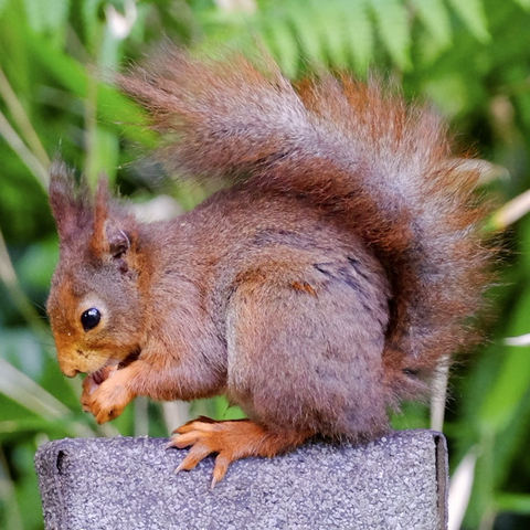 A red squirrel facing left on a feeder. He has a nut in his paws and his red bushy tail extends all the way over his back almost touching his ears