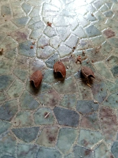 Close-up of three almond-sized kernels on the floor. Each has the tip bitten off and is hollowed out. Not sure what they were.