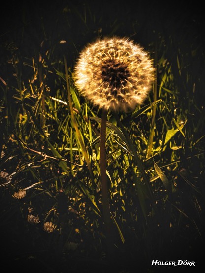 Eine leuchtende Pusteblume im abendlichen Gegenlicht, umgeben von hohem Gras. Das warme Licht lässt die filigranen Samen wie kleine Sterne erscheinen – ein stiller Moment der Vergänglichkeit inmitten der Natur.