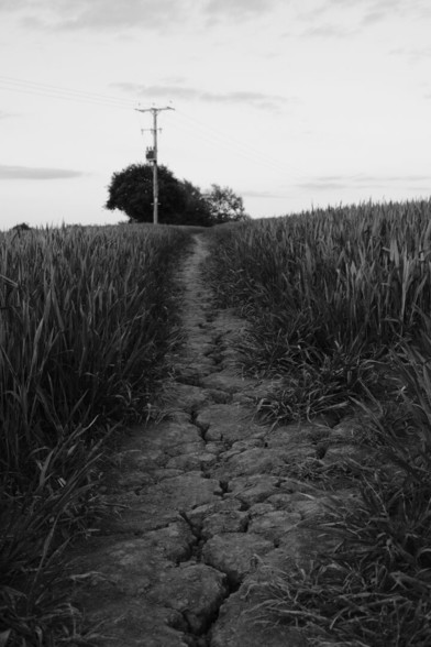 Footpath running though crops with a huge crack in the clay soil running all the way up the path.