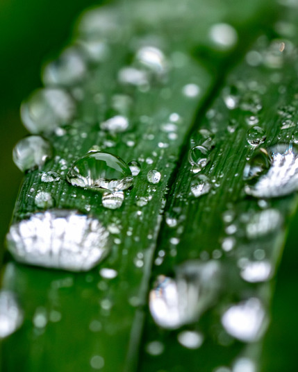 Raindrops on a green leaf