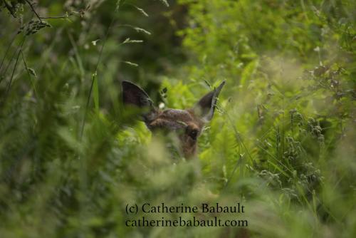 A deer hides in thick bush and looks at the camera. We can only see the top of its head and its eyes, the rest is vegetation from trees and bushes.