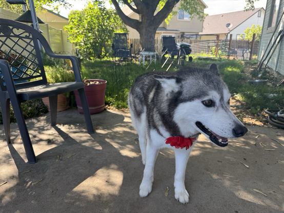 Sasha the husky looking pleased with herself.