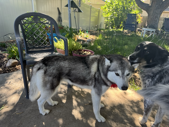 Sasha the husky and Odie the Heeler/malamute mix.
