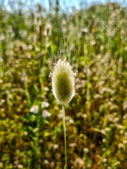 Une tige surmontée d’une sorte de pompon ovale verdatre, hérissé de fines tiges pointant vers le ciel. Le pompon est rétroéclairé par les rayons du soleil. Quelques petits pétales blancs sont coincés entre les tiges et donnent l’impression que le pompon est saupoudré de sucre. L’ambiance est très lumineuse et le fond de l’image est composé d’herbes hautes floues.