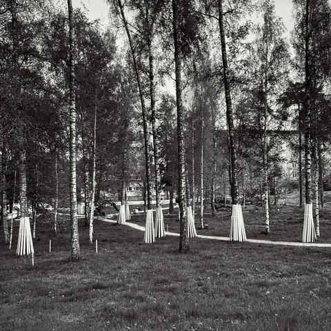 A serene black-and-white park scene featuring birch trees protected with wooden boards along a winding path through lush grass.