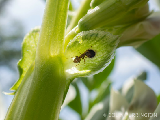 Dark brown ant with its head over a small black spot, perhaps 1.5 mm in diameter, on the underside of a small, green-veined leaf.