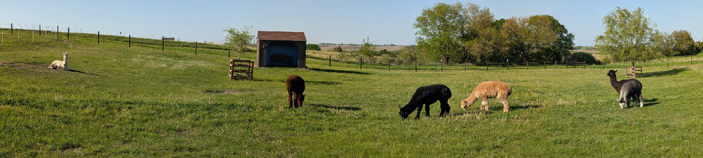 A panoramic view of alpacas in a pasture. Five are grazing, and one is relaxing in a dust bath.