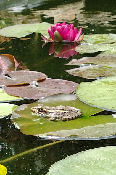Frog sitting on a lily pad with a pinkish red flower in the background.