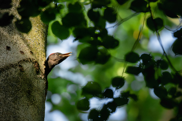 DE: Ein Schwarzspechtküken schaut aus einem Baumloch heraus und ruft unaufhörlich.

EN: A black woodpecker chick peers out of a hole in a tree and calls incessantly.