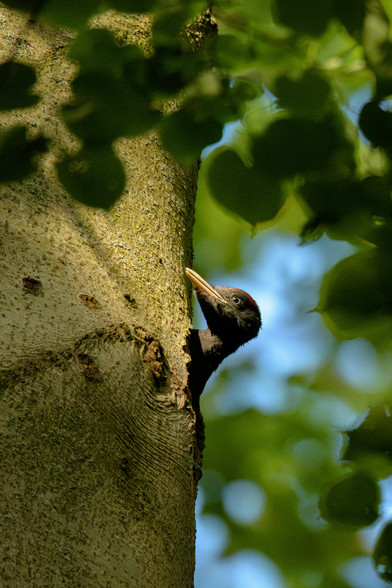 DE: Das Schwarzspechtküken schaut nun in die andere Richtung und scheint sich an den Baum zu kuscheln.

EN: The black woodpecker chick is now looking in the other direction and seems to be snuggling up to the tree.