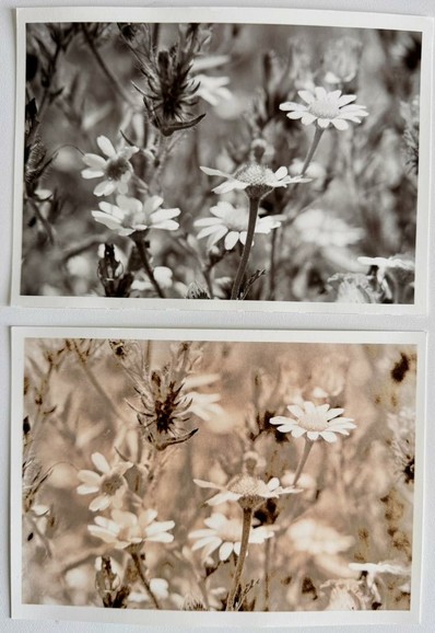 Two photo prints from the darkroom. The top photo is a normal print of daisies, the bottom photo is from the same negative, but using the lith process.