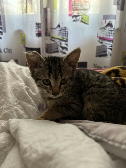 Gattino a plovdiv