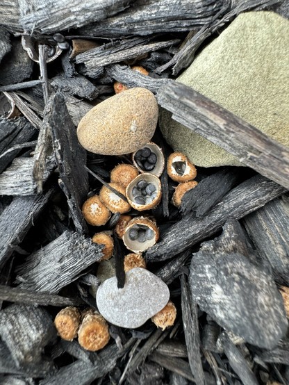 Several birds nest fungi (genus Cyathus) growing in some black mulch next to some pebbles.